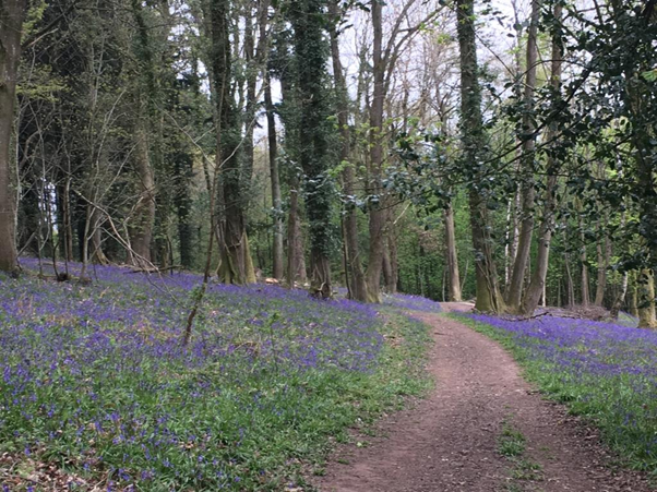 Self Care, bluebells, forest, selfcare